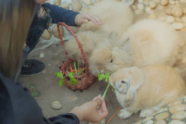 Crianças alimentando e acariciando coelhos fora durante a primavera no jardim . — Fotografia de Stock