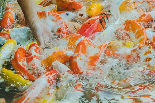 Frau füttert ausgefallene Karpfenfische per Hand im japanischen Teich. — Stockfoto