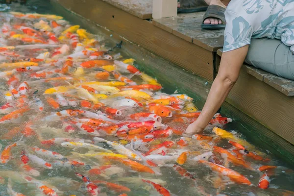 Frau füttert ausgefallene Karpfenfische per Hand im japanischen Teich. — Stockfoto