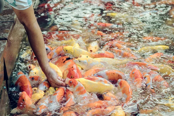 Donna che alimenta il cibo a carpa fantasia pesce a mano nello stagno giapponese . — Foto Stock