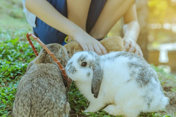 Crianças alimentando e acariciando coelhos fora durante a primavera — Fotografia de Stock