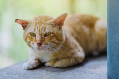 Kahverengi kedi bahçede pencere üzerinde rahatlayın.