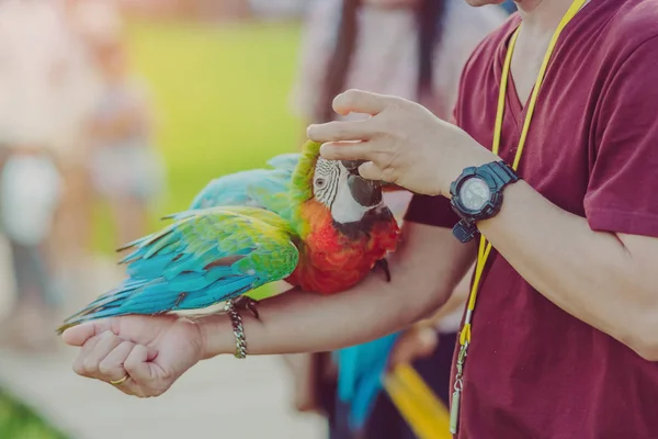 Papagaio-arara colorido pousando na mão e esperar para voar para excercise no campo . — Fotografia de Stock