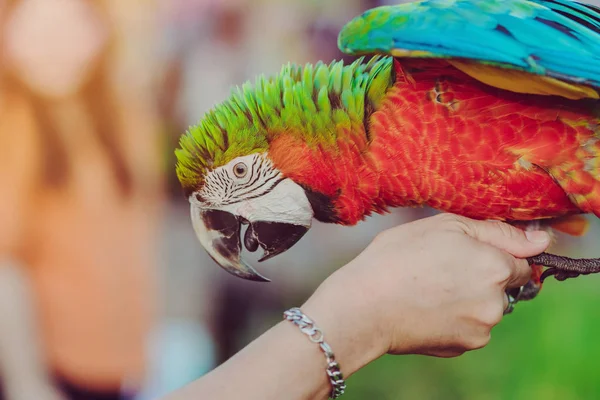 Papagaio-arara colorido pousando na mão e esperar para voar para excercise no campo . — Fotografia de Stock