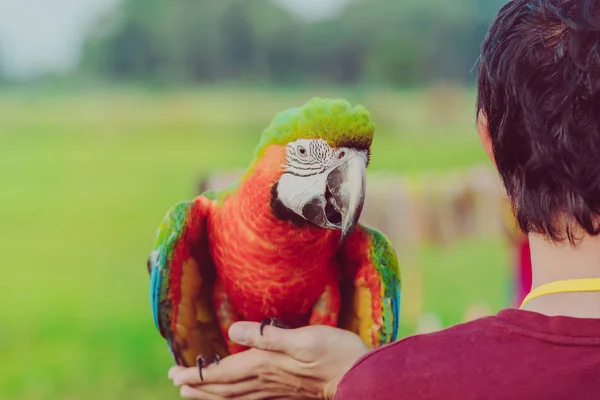 Papagaio-arara colorido pousando na mão e esperar para voar para excercise no campo . — Fotografia de Stock