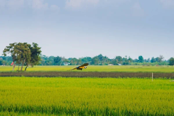 Colorful of the macaw parrot practice flying in the fields. — Stock Image Colorful of the macaw parrot practice flying in the fields. Stock Photo