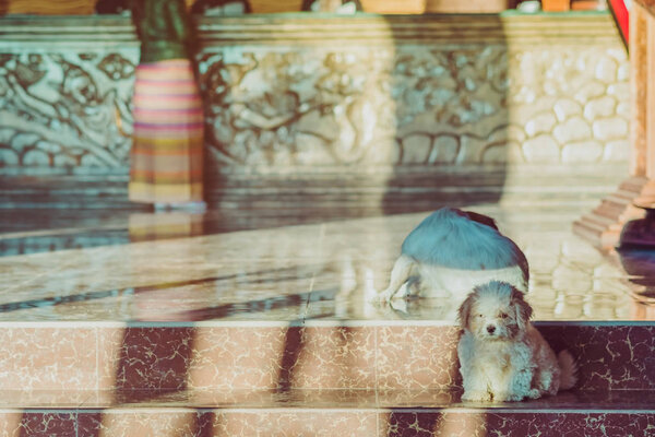 Маленькие милые собаки ждут, чтобы поприветствовать гостей перед отелем утром
.