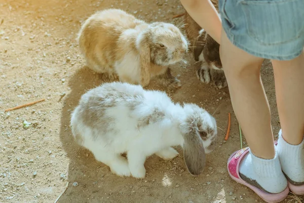 Crianças alimentando e acariciando coelhos fora durante a primavera no jardim . — Fotografia de Stock