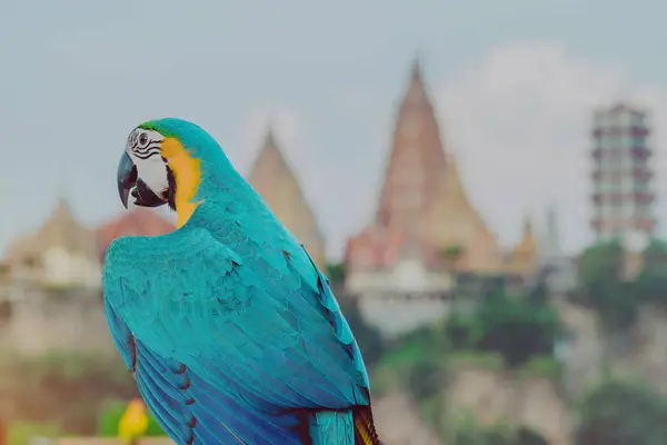 Блакитний та жовтий ара папуга чекати, щоб літати на руку з ВАТ Тхам СУА у фоновому режимі — стокове фото