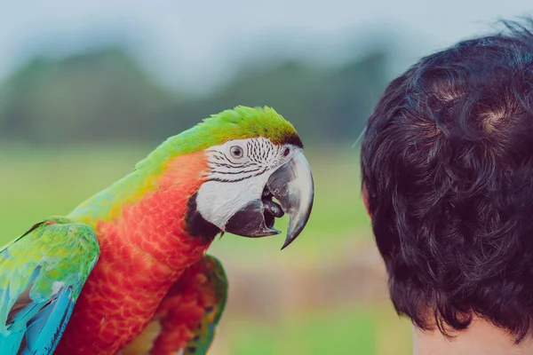 Красочный попугай ара сидит на ладони и ждет, чтобы летать для упражнений в поле — стоковое фото