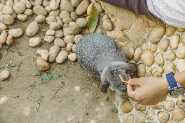 Anne ve oğlu baharda bahçede tavşanları besleyip okşuyor..
