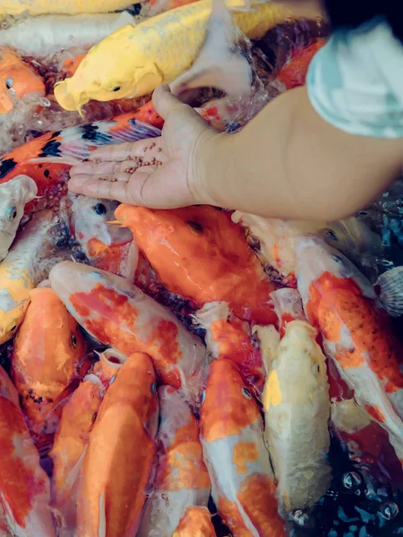 Woman feeding food to fancy carp fish by hand in the japanese pond.