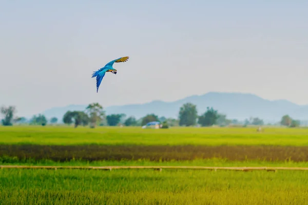 Colorful of the macaw parrot practice flying in the fields. — Stock Image Colorful of the macaw parrot practice flying in the fields. Royalty Free Stock Photos
