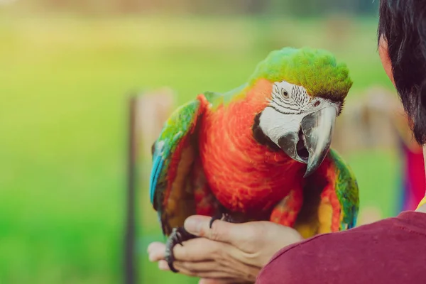 Barevný papoušek pečící na ruce a čeká na létání za účelem cvičení v terénu. — Stock fotografie