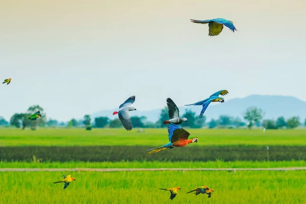Colorful of the macaw parrot practice flying in the fields. — Stock Image Colorful of the macaw parrot practice flying in the fields. Royalty Free Stock Photos