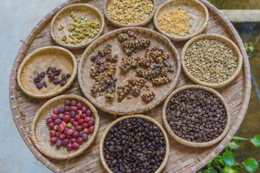 Luwak kahve, Kopi luwak asya palmiye misk tarafından yenen ve defecated kısmen sindirilmiş kahve kiraz içeren kahve 