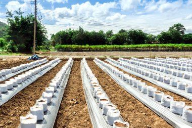 Satır fo Hindistan cevizi coir fertigation ile çiftlik için kreş beyaz çanta içinde