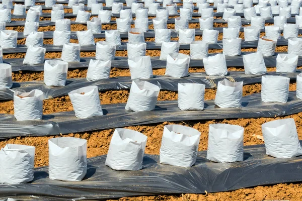 Fila de coco en bolsa blanca de vivero para granja con fertirrigación — Foto de Stock