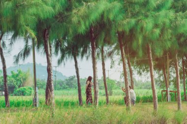 Halk parkındaki çam ağaçlarının altında yürüyen ve fotoğraf çeken çift..