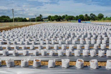 Satır fo Hindistan cevizi coir fertigation ile çiftlik için kreş beyaz çanta içinde