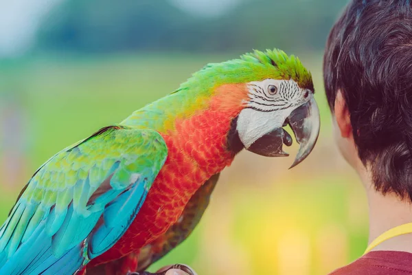 Papagaio-arara colorido pousando na mão e esperar para voar para excercise no campo — Fotografia de Stock