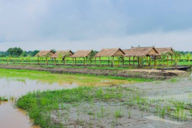 Yağmur durduktan sonra yeni ekilen pirinç tarlalarındaki kulübelerin manzarası.