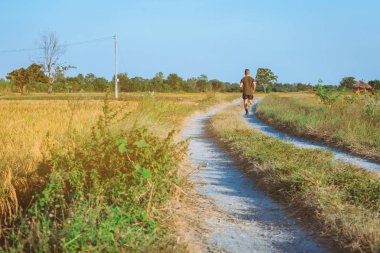 Akşam pirinç tarlaları ile yolda çalışan ve egzersiz adam geri görünümü.