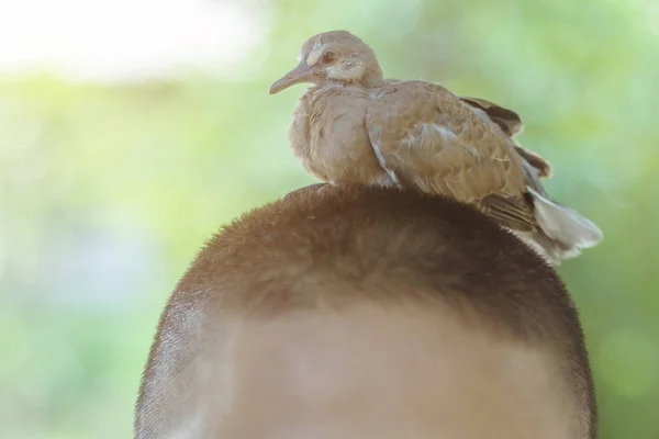 Vogel zittend op een mannelijke student hoofd op school. — Stockfoto