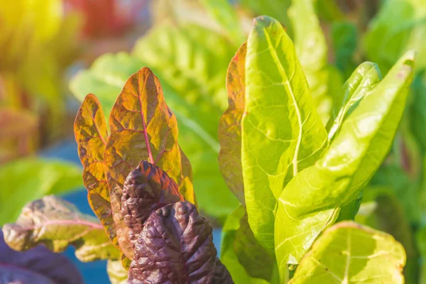 Close up to detail of swiss chard leaf in vegetable garden. Selective focus. — Stock Photo, Image