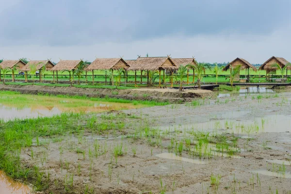 Yağmur durduktan sonra yeni ekilen pirinç tarlalarındaki kulübelerin manzarası.