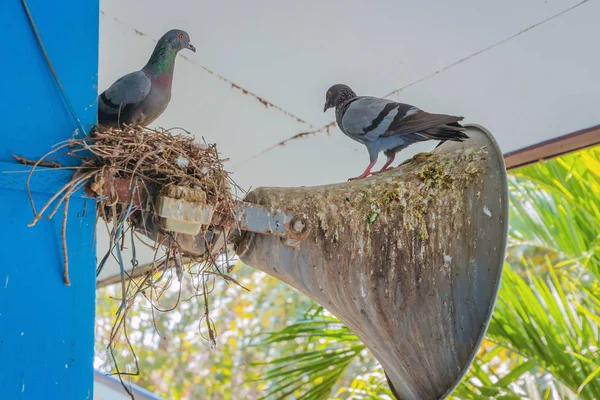 Las palomas construyeron un nido y descansaron en el viejo altavoz de cuerno unido al poste de construcción.. —  Fotos de Stock