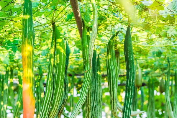 Schlangenkürbis (Trichosanthes anguina linn) hängt im Gemüsegarten. Selektiver Fokus. — Stockfoto