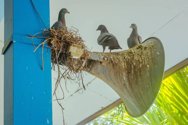 Pigeons construit un nid et reposant sur le vieux haut-parleur de corne attaché au poteau de construction. — Photo