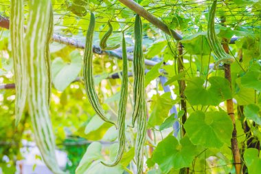 Sebze bahçesinde asılı yılan kabağı (Trichosanthes anguina Linn). Seçici odak.