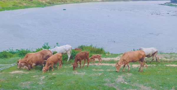 Herd of cows grazing peacefully in a meadow near the river on a beautiful summers day — Stock Photo, Image