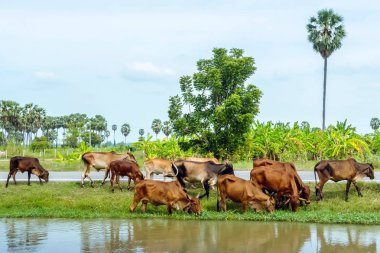 İnek sürüleri yol kenarında sulama kanalının yanında ot yiyorlar..