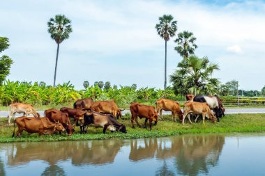 İnek sürüleri yol kenarında sulama kanalının yanında ot yiyorlar..