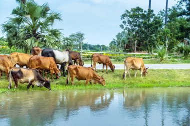 İnek sürüleri yol kenarında sulama kanalının yanında ot yiyorlar..