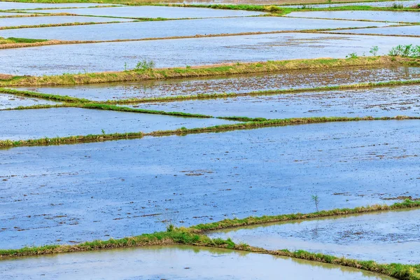 Paisaje de arrozales inundados. Métodos agronómicos de cultivo de arroz con agua en la que se siembra arroz en Tailandia . — Foto de Stock