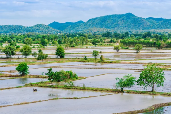 Landschaft überfluteter Reisfelder. agronomische Anbaumethoden für Reis mit Wasser, in dem Reis in Thailand gesät wird. — Stockfoto