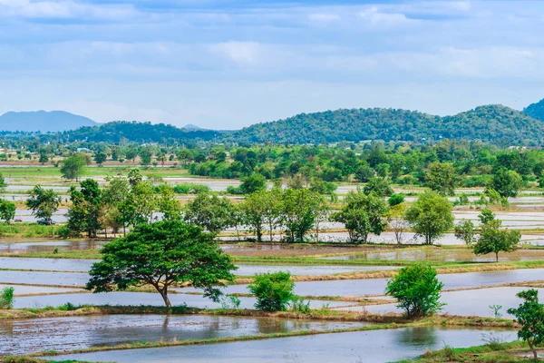 Scenery of flooded rice paddies. Agronomic methods of growing rice  with water in which rice sown in Thailand. — Stock Photo, Image