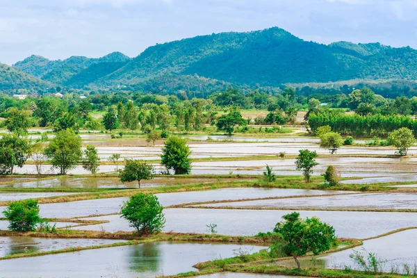 Scenery of flooded rice paddies. Agronomic methods of growing rice  with water in which rice sown in Thailand. — ストック写真