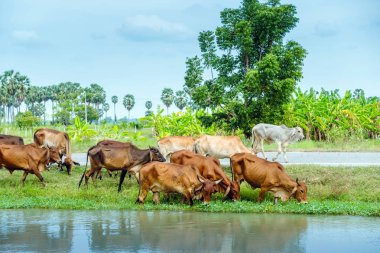 İnek sürüleri yol kenarında sulama kanalının yanında ot yiyorlar..