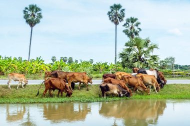 İnek sürüleri yol kenarında sulama kanalının yanında ot yiyorlar..