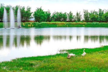 Halk parkındaki su deposunun yanında yemek yiyen bir grup kuğu.