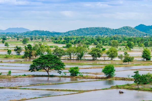 Landschaft überfluteter Reisfelder. agronomische Anbaumethoden für Reis mit Wasser, in dem Reis in Thailand gesät wird. — Stockfoto