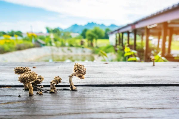 Pequenos Cogumelos Estão Crescendo Tábuas Madeira Para Fazer Uma Mesa — Fotografia de Stock