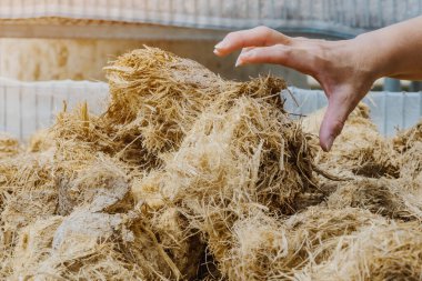 Luwak kahvesi, kirli kahve çekirdekleri, Kopi Luwak, Dalat, Vietnam 'da kahve kurutma alanında Asya palmiye misketi tarafından yenmiş ve dışkılanmış kısmen sindirilmiş kahve kirazlarını içeren kahve..