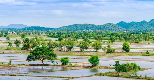 Landschaft Überfluteter Reisfelder Agronomische Anbaumethoden Für Reis Mit Wasser Dem — Stockfoto
