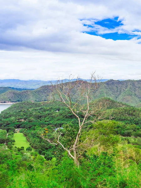 Árvore Seca Com Uma Bela Vista Panorâmica Natureza Com Grande — Fotografia de Stock